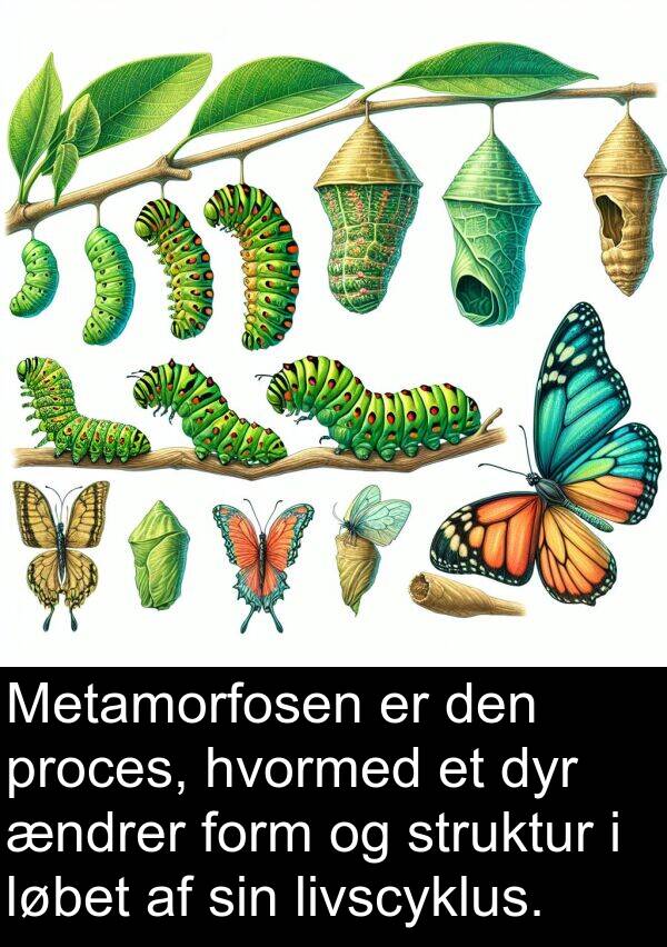 form: Metamorfosen er den proces, hvormed et dyr ændrer form og struktur i løbet af sin livscyklus.