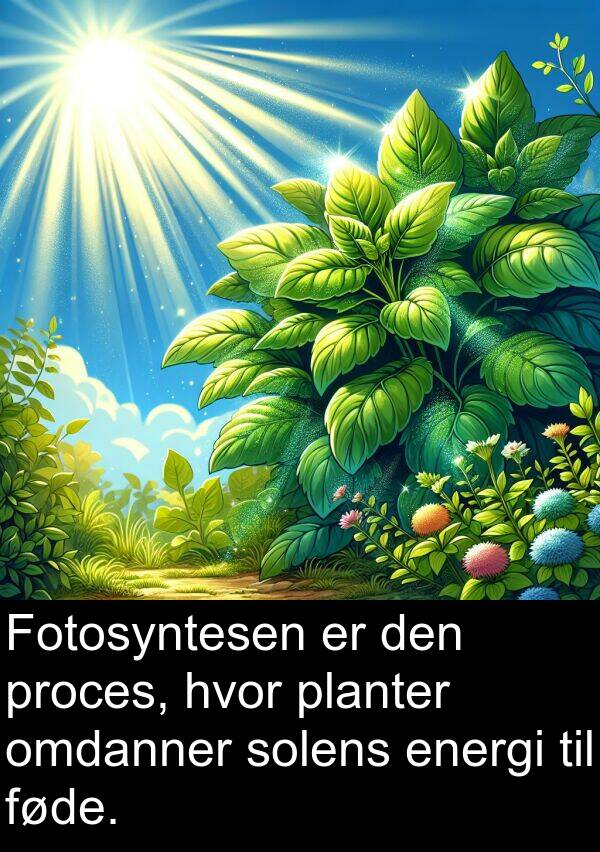 omdanner: Fotosyntesen er den proces, hvor planter omdanner solens energi til føde.