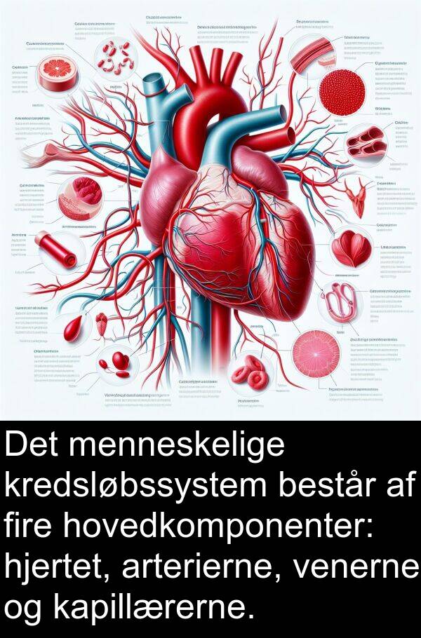 fire: Det menneskelige kredsløbssystem består af fire hovedkomponenter: hjertet, arterierne, venerne og kapillærerne.