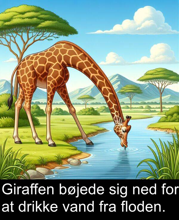 vand: Giraffen bøjede sig ned for at drikke vand fra floden.