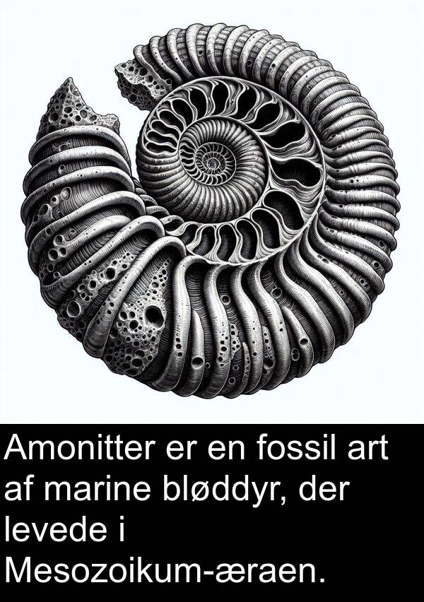 marine: Amonitter er en fossil art af marine bløddyr, der levede i Mesozoikum-æraen.