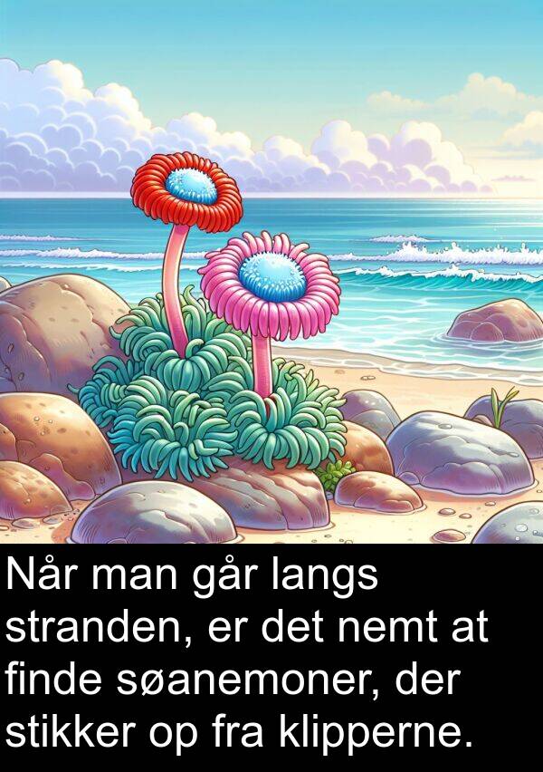 man: Når man går langs stranden, er det nemt at finde søanemoner, der stikker op fra klipperne.