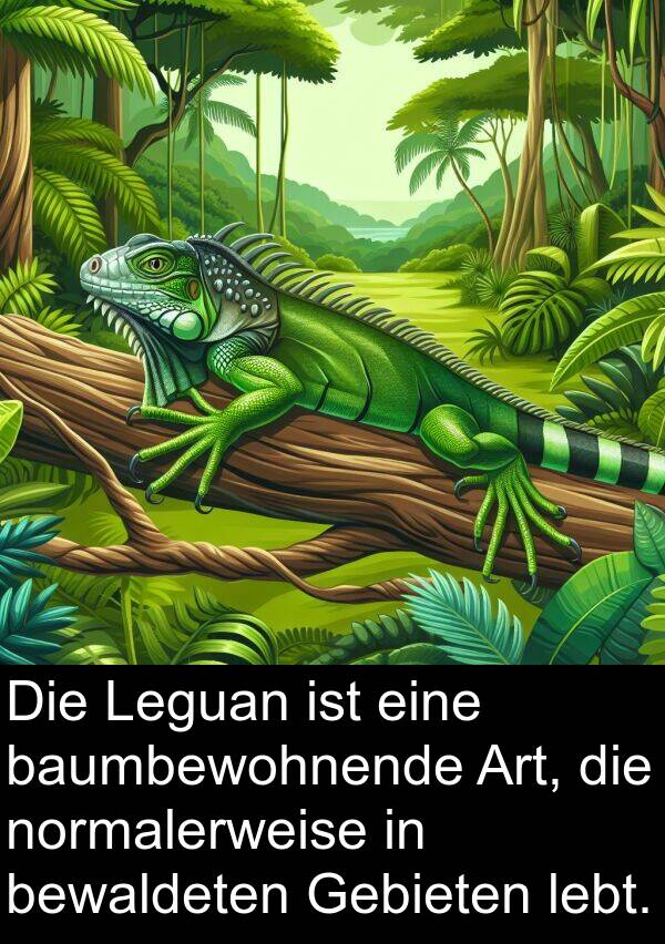 Gebieten: Die Leguan ist eine baumbewohnende Art, die normalerweise in bewaldeten Gebieten lebt.