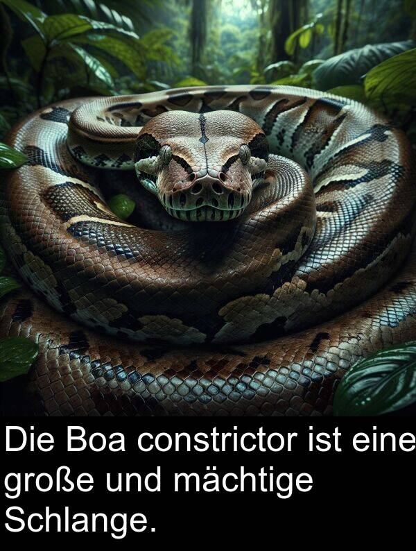 constrictor: Die Boa constrictor ist eine große und mächtige Schlange.