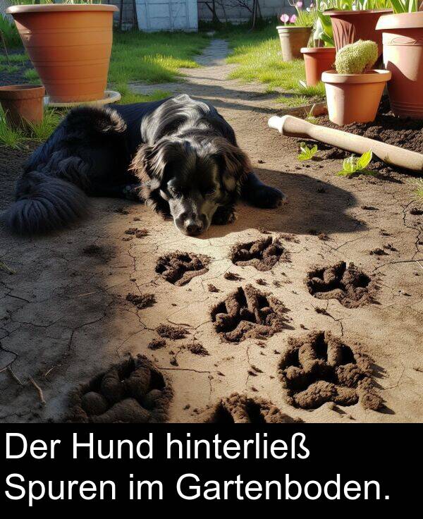 hinterließ: Der Hund hinterließ Spuren im Gartenboden.