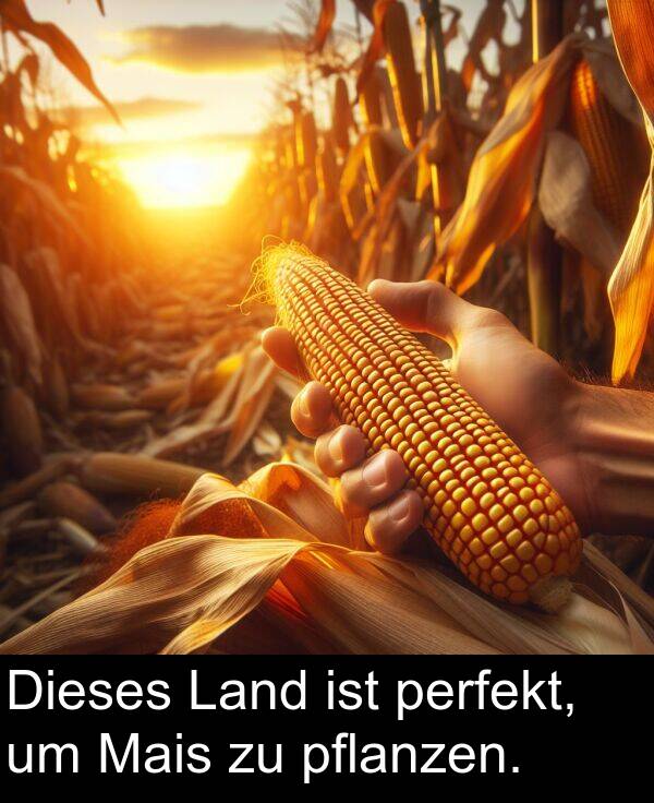 Land: Dieses Land ist perfekt, um Mais zu pflanzen.