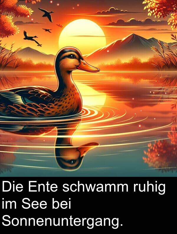 See: Die Ente schwamm ruhig im See bei Sonnenuntergang.