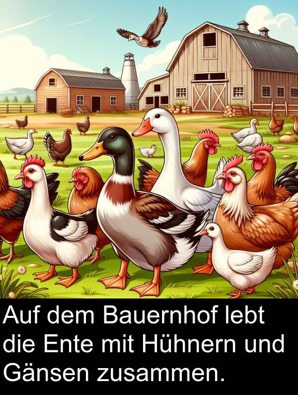 lebt: Auf dem Bauernhof lebt die Ente mit Hühnern und Gänsen zusammen.