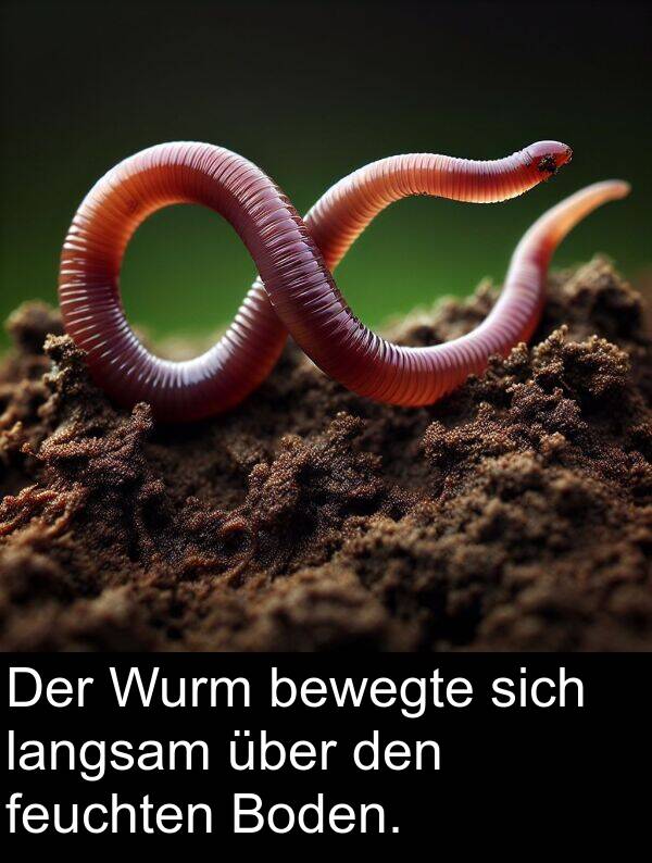 sich: Der Wurm bewegte sich langsam über den feuchten Boden.