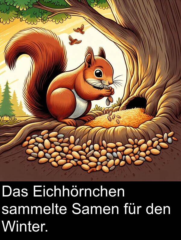 Eichhörnchen: Das Eichhörnchen sammelte Samen für den Winter.