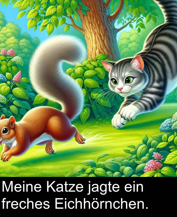 Eichhörnchen: Meine Katze jagte ein freches Eichhörnchen.