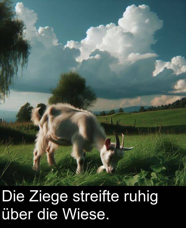 Ziege: Die Ziege streifte ruhig über die Wiese.