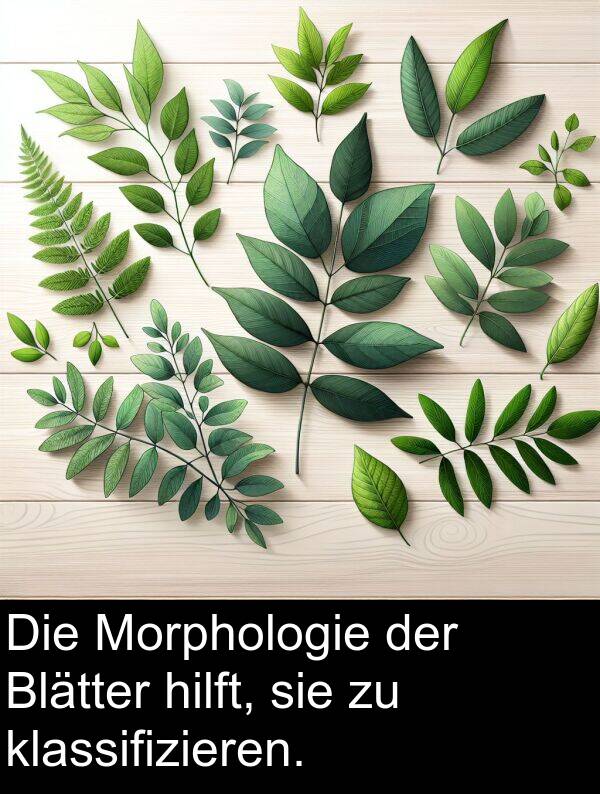 hilft: Die Morphologie der Blätter hilft, sie zu klassifizieren.