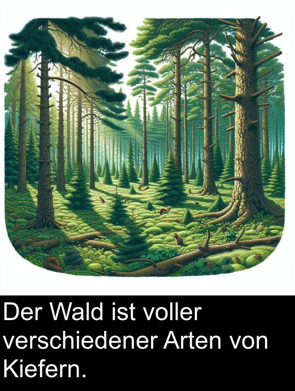 Arten: Der Wald ist voller verschiedener Arten von Kiefern.