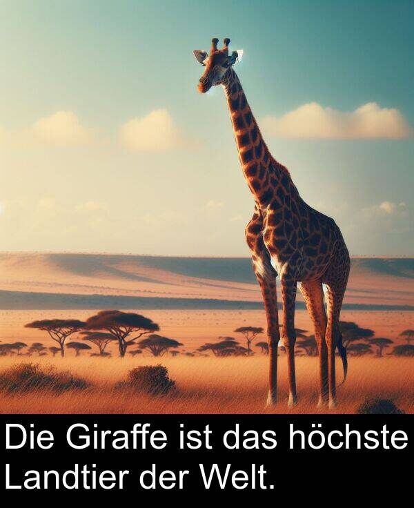 Giraffe: Die Giraffe ist das höchste Landtier der Welt.