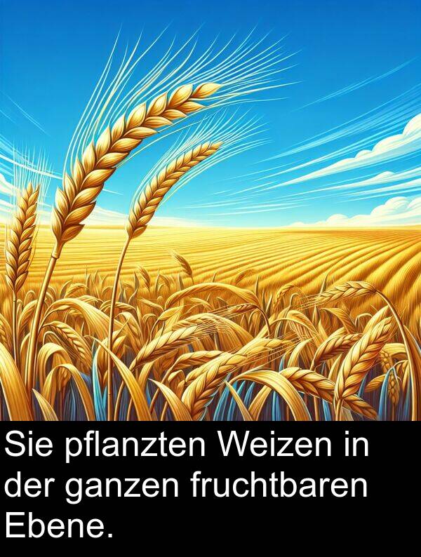 Ebene: Sie pflanzten Weizen in der ganzen fruchtbaren Ebene.