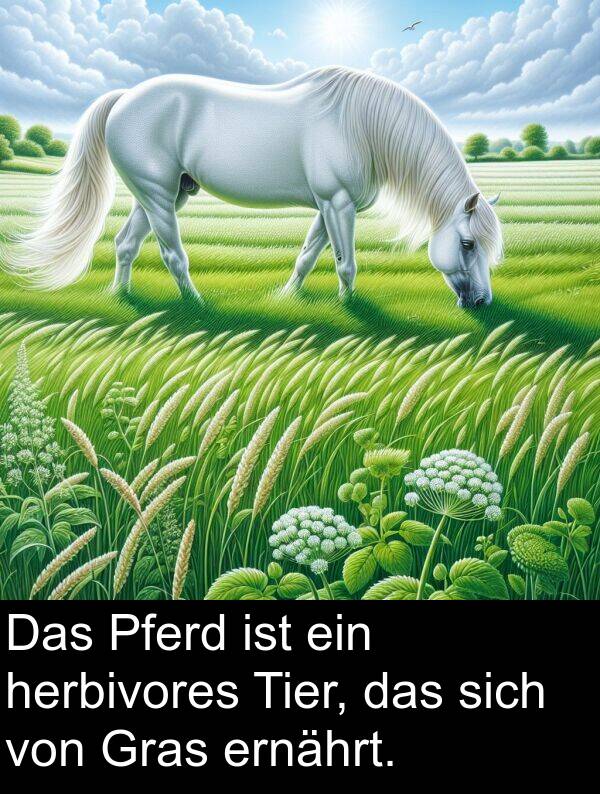 sich: Das Pferd ist ein herbivores Tier, das sich von Gras ernährt.