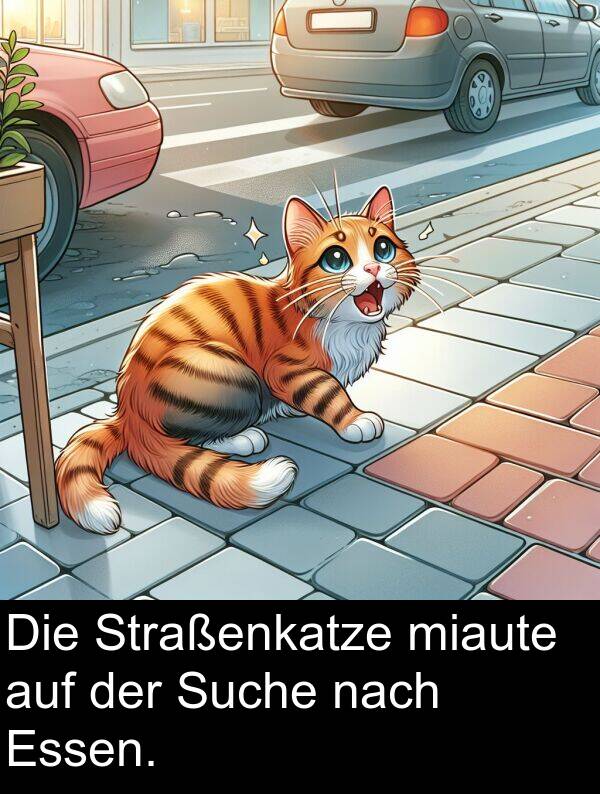 nach: Die Straßenkatze miaute auf der Suche nach Essen.