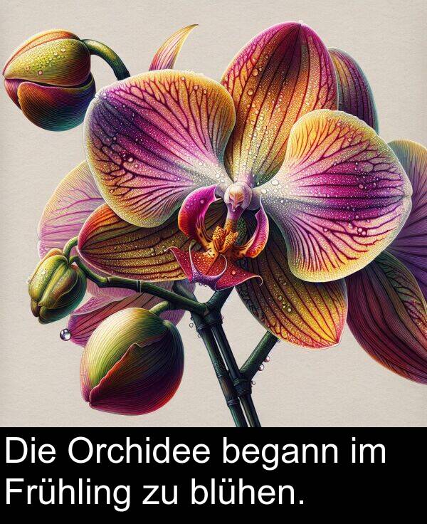 begann: Die Orchidee begann im Frühling zu blühen.