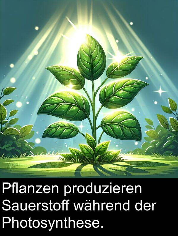 Sauerstoff: Pflanzen produzieren Sauerstoff während der Photosynthese.