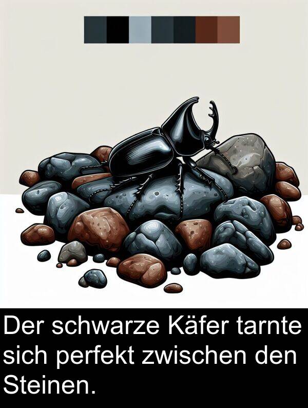 Käfer: Der schwarze Käfer tarnte sich perfekt zwischen den Steinen.