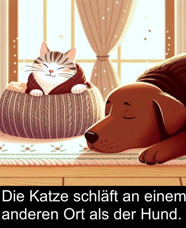 einem: Die Katze schläft an einem anderen Ort als der Hund.