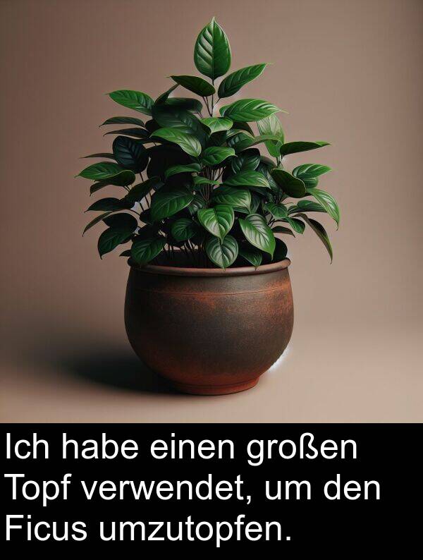 Ficus: Ich habe einen großen Topf verwendet, um den Ficus umzutopfen.