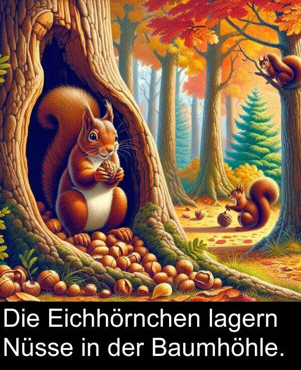 Eichhörnchen: Die Eichhörnchen lagern Nüsse in der Baumhöhle.