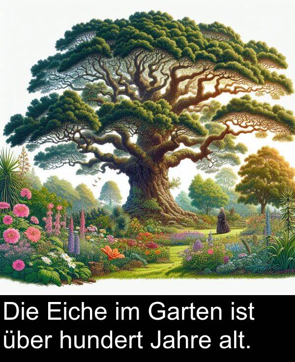 Eiche: Die Eiche im Garten ist über hundert Jahre alt.