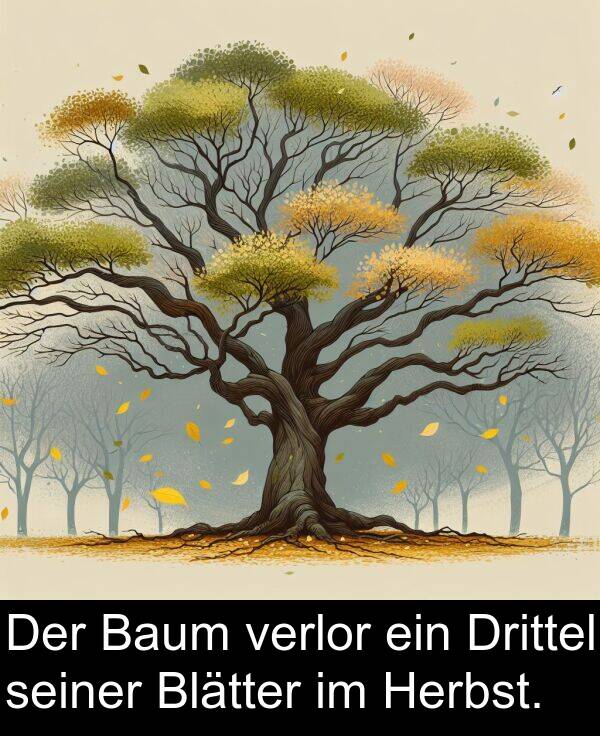 seiner: Der Baum verlor ein Drittel seiner Blätter im Herbst.