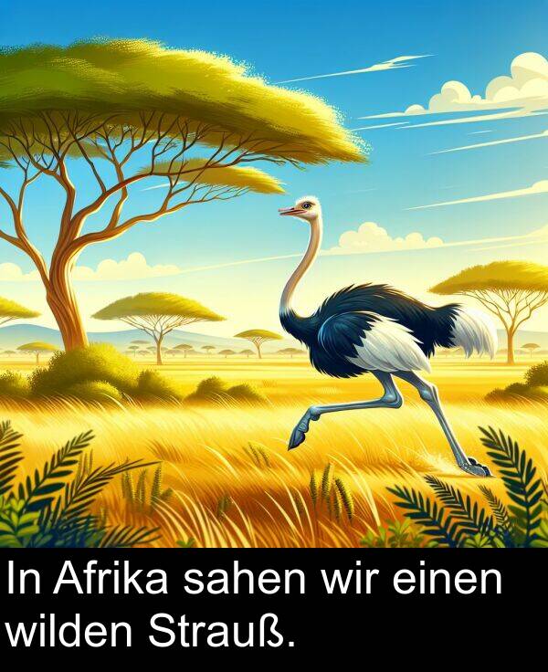 Afrika: In Afrika sahen wir einen wilden Strauß.