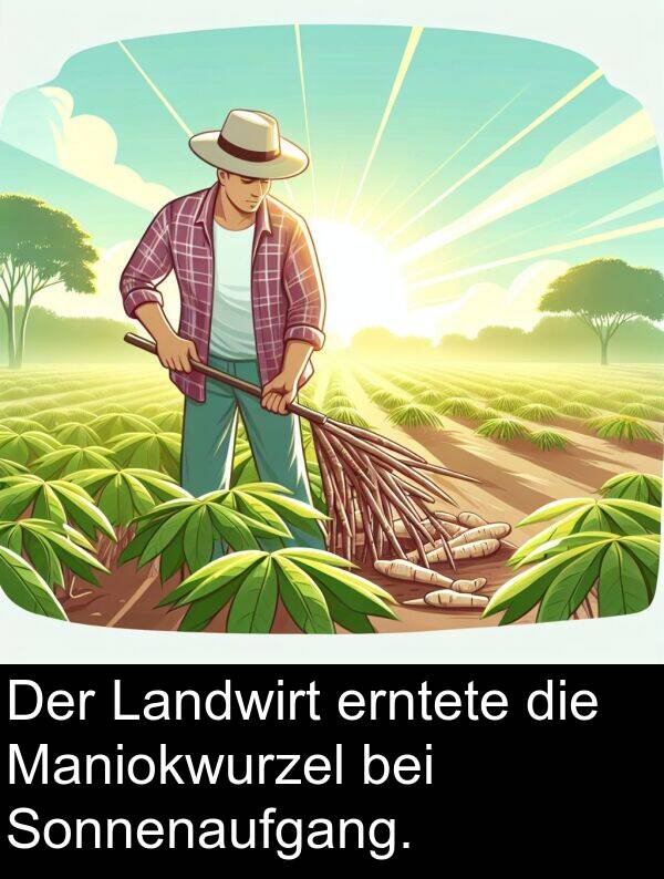 Landwirt: Der Landwirt erntete die Maniokwurzel bei Sonnenaufgang.