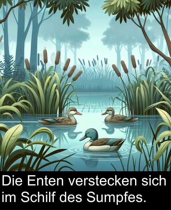 des: Die Enten verstecken sich im Schilf des Sumpfes.