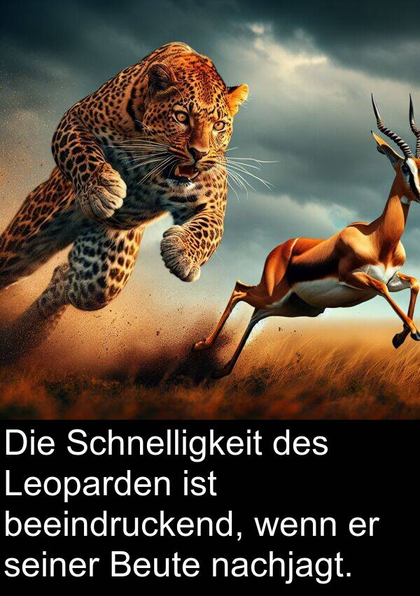 Leoparden: Die Schnelligkeit des Leoparden ist beeindruckend, wenn er seiner Beute nachjagt.