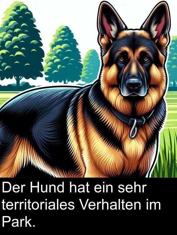 Verhalten: Der Hund hat ein sehr territoriales Verhalten im Park.