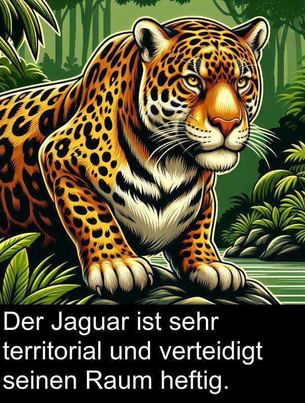 Raum: Der Jaguar ist sehr territorial und verteidigt seinen Raum heftig.