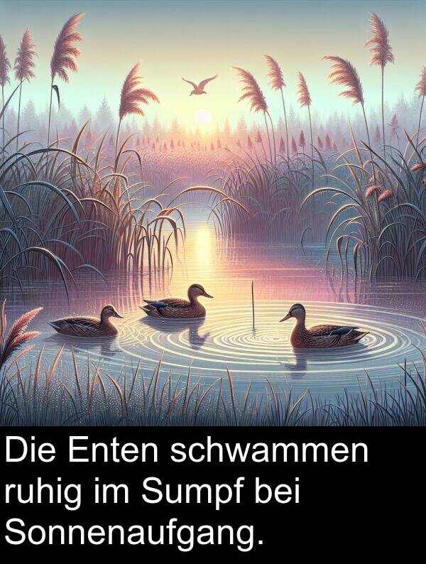 Enten: Die Enten schwammen ruhig im Sumpf bei Sonnenaufgang.