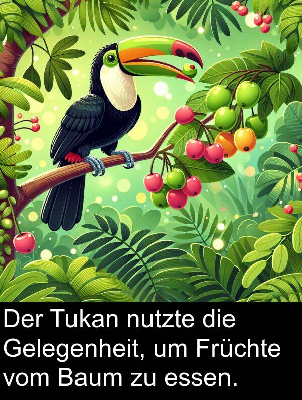 Tukan: Der Tukan nutzte die Gelegenheit, um Früchte vom Baum zu essen.