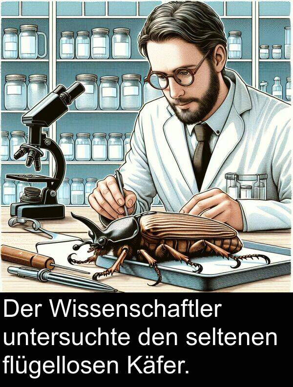 seltenen: Der Wissenschaftler untersuchte den seltenen flügellosen Käfer.