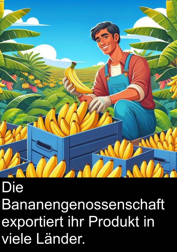 ihr: Die Bananengenossenschaft exportiert ihr Produkt in viele Länder.