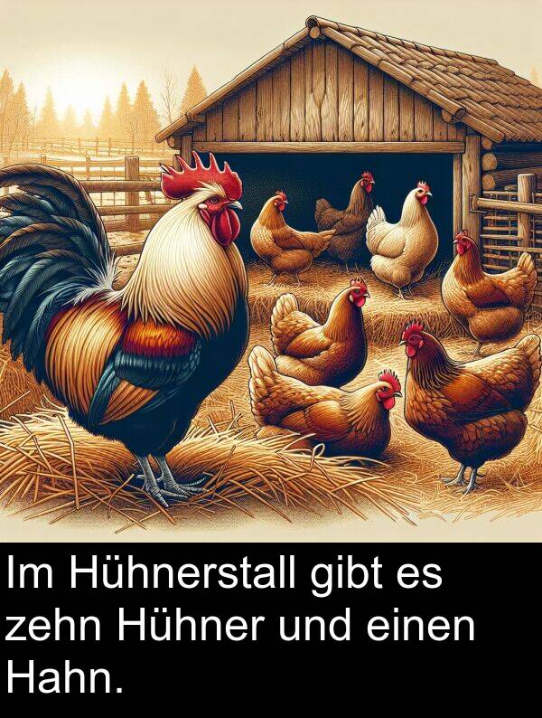 Hühnerstall: Im Hühnerstall gibt es zehn Hühner und einen Hahn.