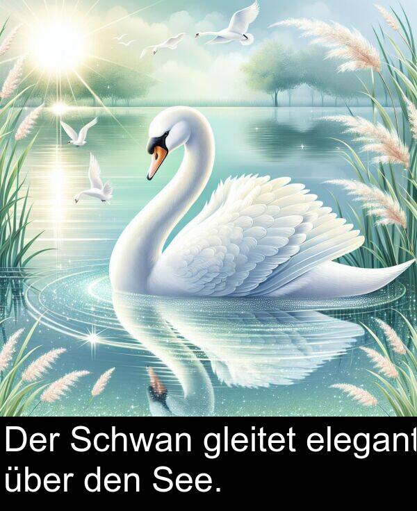 Der: Der Schwan gleitet elegant über den See.