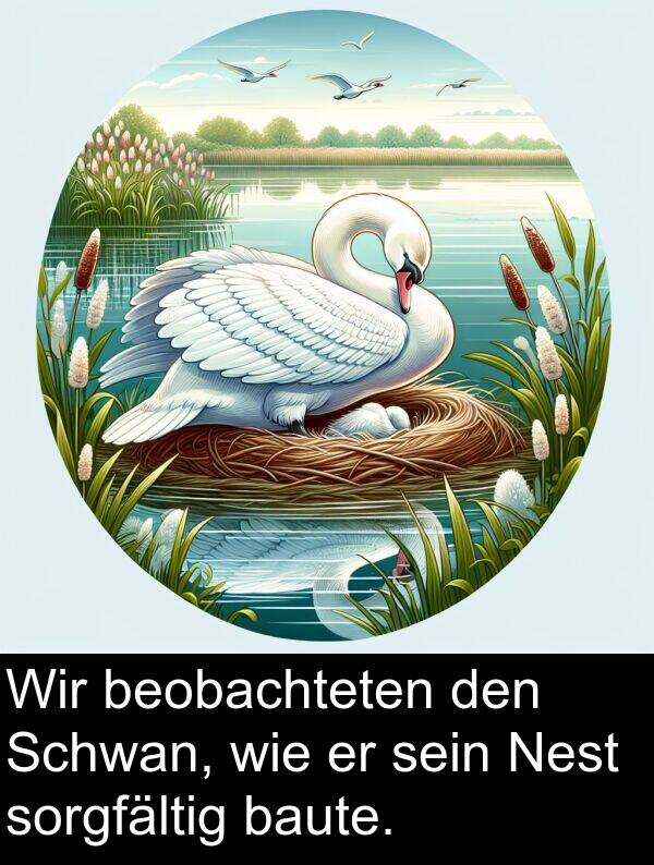 Nest: Wir beobachteten den Schwan, wie er sein Nest sorgfältig baute.