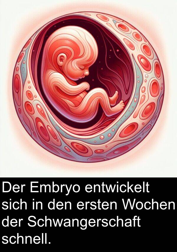 ersten: Der Embryo entwickelt sich in den ersten Wochen der Schwangerschaft schnell.