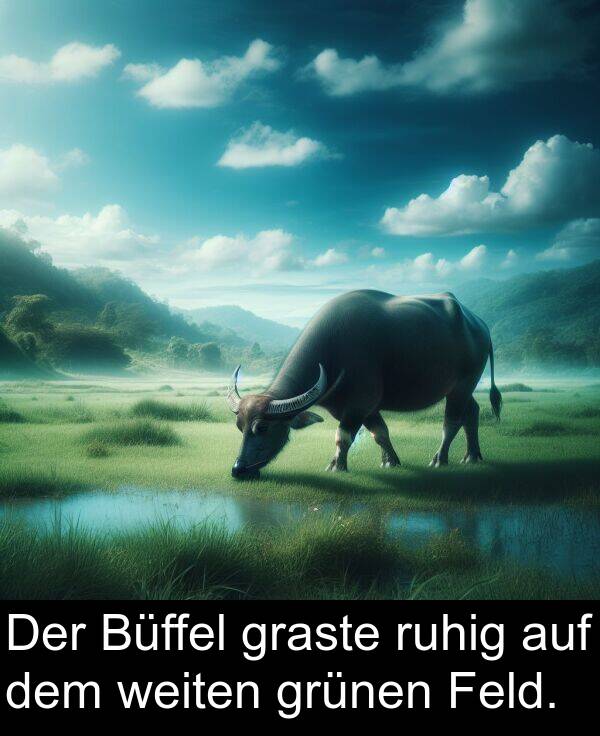 graste: Der Büffel graste ruhig auf dem weiten grünen Feld.