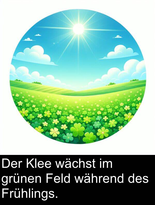 während: Der Klee wächst im grünen Feld während des Frühlings.