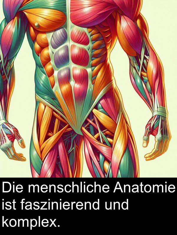 komplex: Die menschliche Anatomie ist faszinierend und komplex.