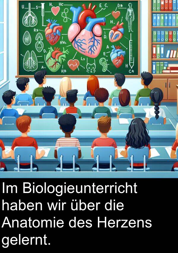 gelernt: Im Biologieunterricht haben wir über die Anatomie des Herzens gelernt.