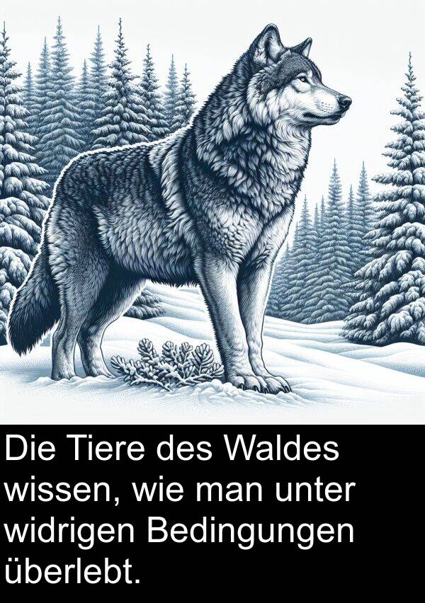 überlebt: Die Tiere des Waldes wissen, wie man unter widrigen Bedingungen überlebt.