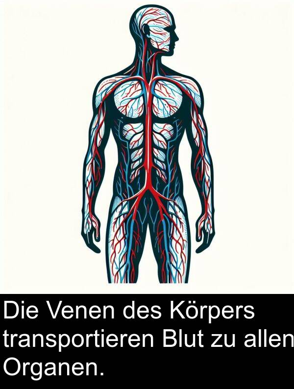 Venen: Die Venen des Körpers transportieren Blut zu allen Organen.